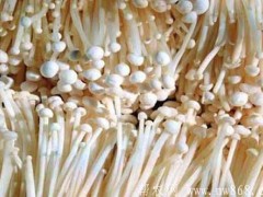 金针菇种植栽培及消费管理技术