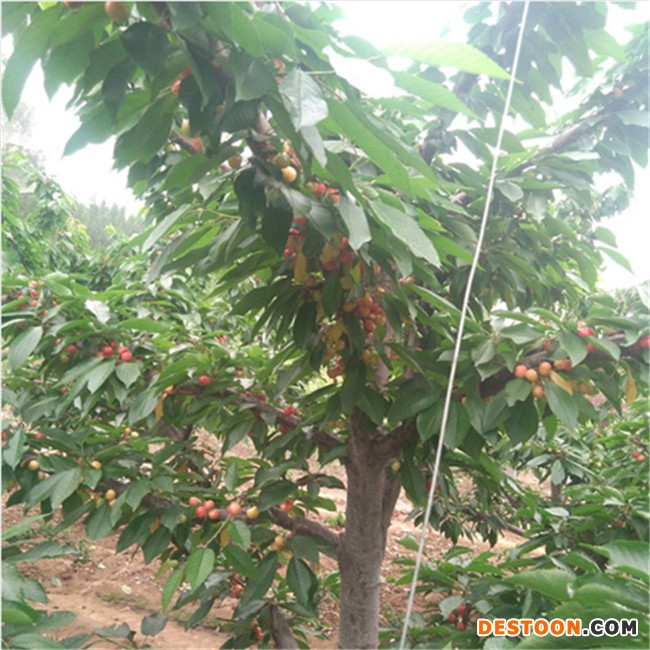 岱宗樱桃苗 大樱桃苗 红灯樱桃苗 早大果樱桃苗