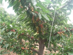 岱宗樱桃苗 大樱桃苗 红灯樱桃苗 早大果樱桃苗