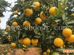 果源农业—值得选择(图)-桔柚功效-甜桔柚