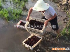 铜梁小龙虾种苗-重庆张勇水产种苗销售-小龙虾种苗多少钱一斤