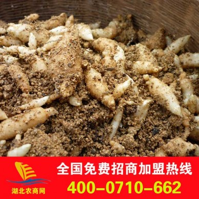 大量供应优质天麻种 乌红杂交天麻种免费传授种植技术 回收产品