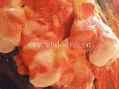 牛樟芝-海阳长程牛樟芝种植-牛樟芝培植