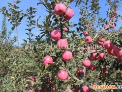 新品种苹果树苗木-现代果业苗木优势(在线咨询)-苹果新品种