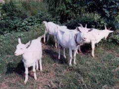 槐山羊 - 周口特产