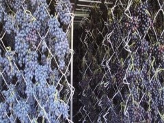 空气能热泵葡萄干烘干机 多层空气能热泵葡萄干烘干机 空气能热泵葡萄干烘干机厂家 空气能热泵葡萄干烘干机价格