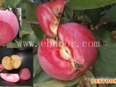 纯正苗红肉苹果-纯正苗红肉苹果苗木基地-永丰种植(推荐商家)