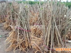 世超苗木桑葚苗销售-0.15果桑苗价格多少钱