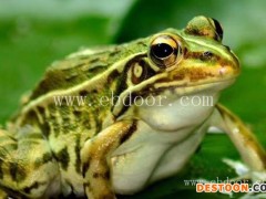 北碚青蛙养殖-青蛙养殖成本利润-半亩田青蛙养殖(推荐商家)