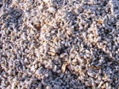 棉花种植技术进程中的棉花种子规范处置办法