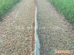 重庆张勇水产(图)-四川青蛙养殖公司-四川青蛙养殖