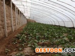 温室大棚建造-超值的花卉推荐 温室大棚建造