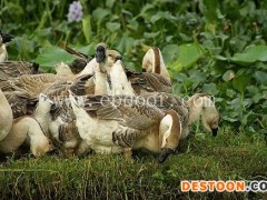 玉溪脱温灰鹅价格-明丽农业(在线咨询)-玉溪脱温灰鹅