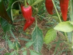 红辣椒-北京红 红辣椒 辣椒 鲜辣椒 干辣椒 辣椒厂家 供应