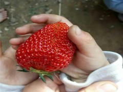 草莓苗草莓王子大棚草莓苗基地草莓苗农民种植草莓苗