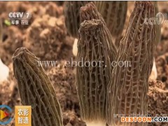 栽培羊肚菌的电话-河南坞墙乡栽培羊肚菌-鸿福羊肚菌培育