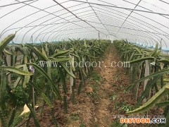 引种火龙果欢迎来电