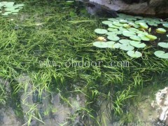 湘潭耐寒苦草批发价格-众禾水生植物信誉厂家