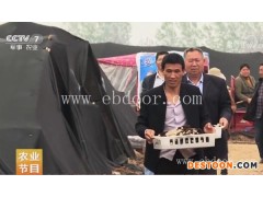 羊肚菌多少钱一斤-羊肚菌-鸿福如何种植羊肚菌(查看)