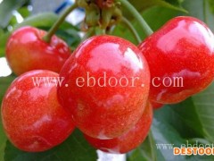 樱桃苗-樱桃苗哪个品种好-果源农业(推荐商家)