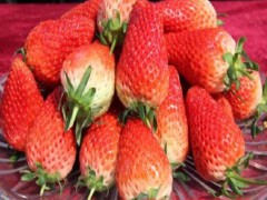 日本99草莓苗  草莓苗 草莓苗基地  草莓苗报价  供应草莓苗  优质草莓苗  山东泰安草莓苗