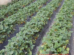 白草莓苗  草莓苗基地  优质草莓苗 草莓苗基地  山东泰安草莓苗  批发草莓苗  草莓苗供应