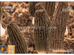 食用菌羊肚菌-羊肚菌-鸿福如何种植羊肚菌(查看)