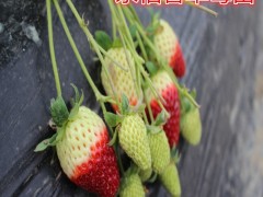 奶油草莓苗_草莓种苗_草莓生产苗_穴盘草莓苗_裸根草莓苗_草莓苗批发_草莓苗价格_草莓苗价钱