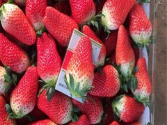 草莓苗_草莓种苗_巧克力草莓苗_穴盘草莓苗_冷藏草莓苗_润林草莓苗