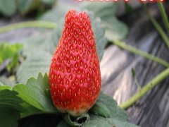 盆栽草莓苗_草莓种苗_草莓生产苗_穴盘草莓苗_裸根草莓苗_草莓苗批发_草莓苗价格_草莓苗价钱