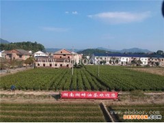 二年生湘林油茶苗批发价格-湖畔油茶苗-湖北二年生湘林油茶苗