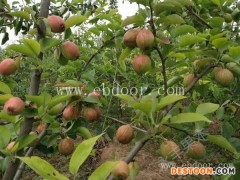 高产新梨7号多少钱棵-永丰种植-信阳新梨7号多少钱棵