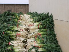 一根葱的前世今生——澄城县交道镇交道村三产融合纪实