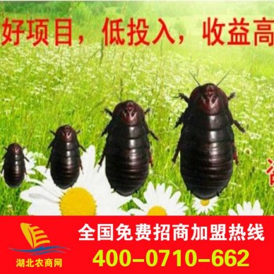 大量供应土元种苗 免费提供技术指导 回收产品