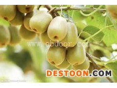 猕猴桃树苗价格批发-孝感猕猴桃树苗-湖北苗木供应(查看)