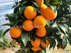 红美人柑橘苗-果源农业—存活率高-红美人柑橘苗哪里的好