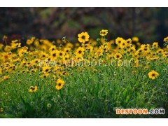 金鸡菊种子价格-怒江金鸡菊种子-二月蓝园林绿化菊批发