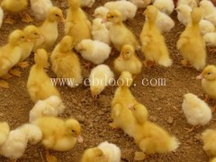 番鸭苗价格多少钱一只-西彦孵化厂(在线咨询)-辽宁番鸭苗价格