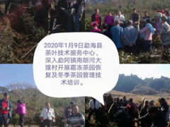 展开霜冻茶园恢复及夏季茶园管理技术培训