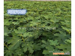 哪有无花果苗-【小叶无花果】-四川无花果苗