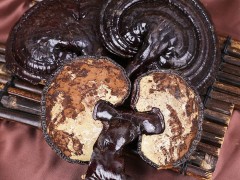 灵芝含油率多高长白山灵芝片 灵芝 赤灵芝灵芝品质