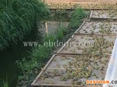 青蛙养殖收益-青蛙养殖-半亩田生态农业