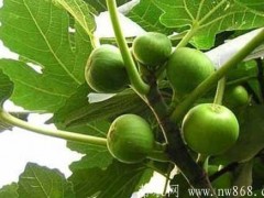 无花果种植技术|盆栽无花果办法