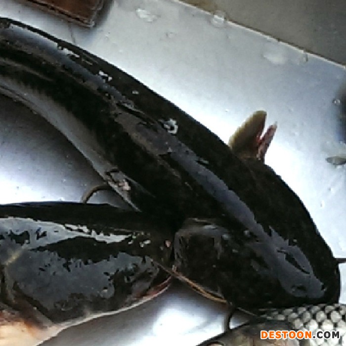 常氏海鲜批发 出口品质冷冻鲶鱼 新鲜野生鲶鱼 水产特产