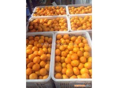 大分柑橘苗批发-大分柑橘苗-果源农业—优新品种