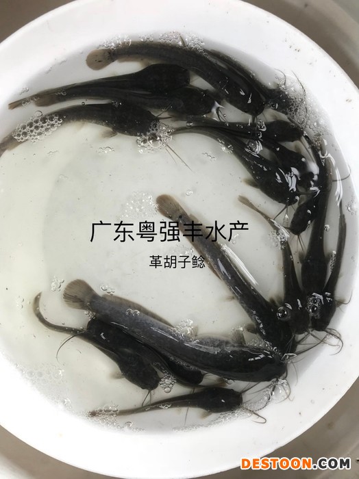 广东革胡子鲶鱼苗批发 淡水胡子鲶鱼苗供应