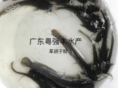 广东革胡子鲶鱼苗批发 淡水胡子鲶鱼苗供应
