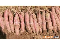 河北红薯苗-佰丰红薯苗直销-河北红薯苗批发