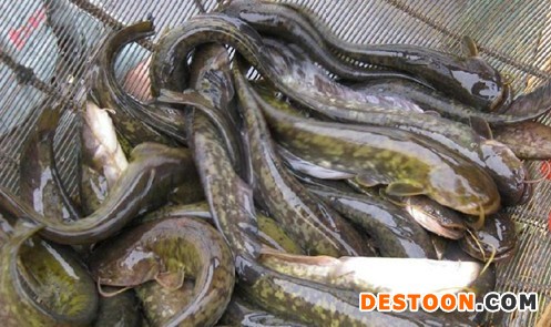 河鲶鱼苗_河鲶鱼苗怎么养殖_大口鲶鱼苗批发【明辉水产】