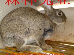 养殖杂交野兔挣钱吗，一只杂交野兔有多少利润